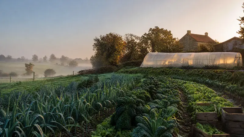 Au petit matin, des rangs de poireaux et de chou kale couverts de rosée, des caisses en bois, un long tunnel de culture éclairé par le soleil levant et une longère en pierre dans la brume.